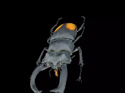 Hexarthrius Parryi Paradoxus Male 3D model