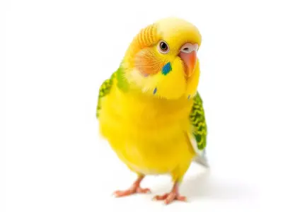 Yellow Parakeet model pack Low-poly 3D model