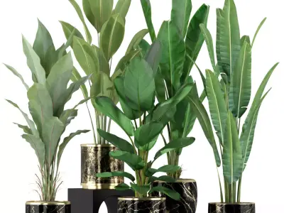 Plants collection 229 3D model