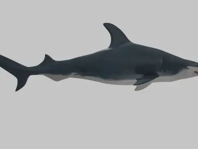 Hammer Head Shark - Game Ready - Rigged Low-poly 3D model