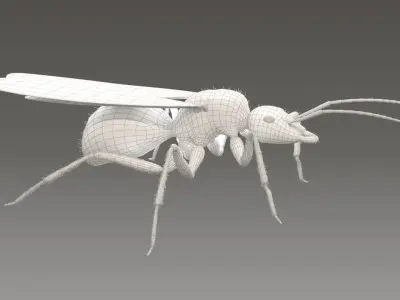 Flying Ant Rigged 3D model