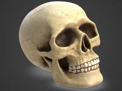 Skull 5 3D model
