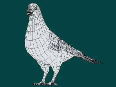 Lahore Pigeon Bird Low-poly 3D model