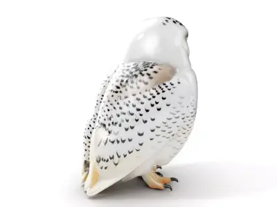 Snowy Owl D Model Pack Low-poly 3D model