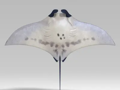 manta ray  rigged 3D model