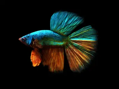 betta splendens 3d model 3D model