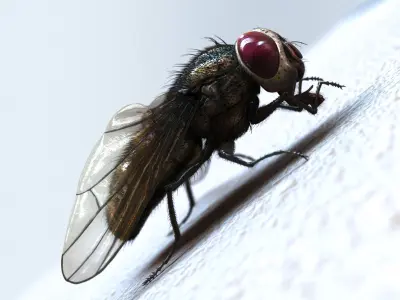 Fly RIG 3D model