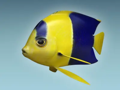 Anglefish 6 angelfish 3D model