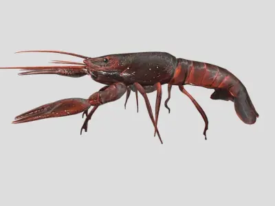 Crayfish Realistic Animated Low-poly 3D model