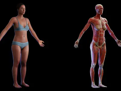 Complete Human Black Female Anatomy Set 3D model