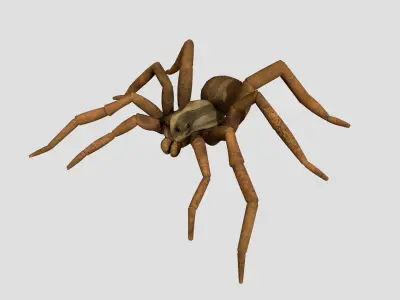 Wolf Spider Low-poly 3D model