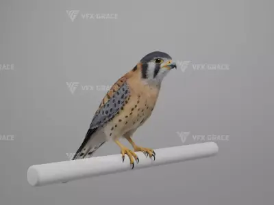 American Kestrel Animation 3D Model Rigged for Blender 3D model