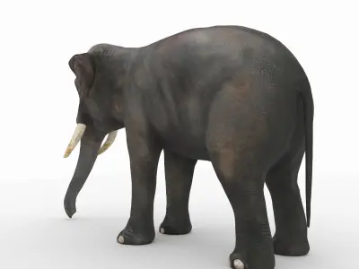 Elephant with tusks 3D model