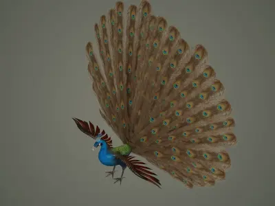 peacock bird feather textured animal wings fly colour wildlife 3D model