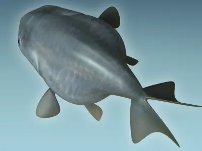 Rancu Fish 3D model