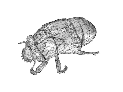 Cicada exoskeleton Low-poly 3D model
