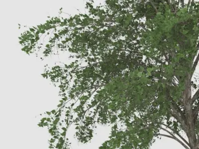Outdoor Tree  Free 3D print model
