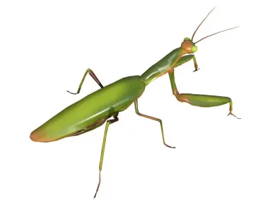 Praying Mantis 3d model 3D model