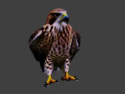 Hawk Animal Low-poly 3D model