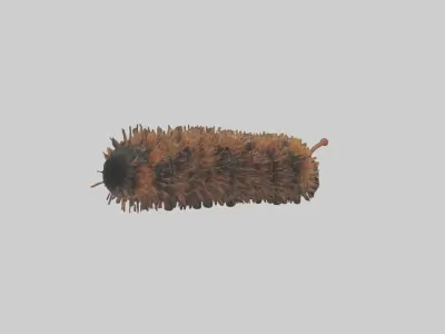 Woolly Bear Caterpillar Low-poly 3D model