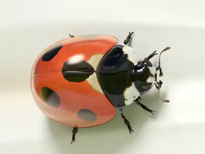 Cartoon Daisy 3D model