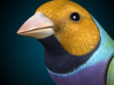 Finch - Wings Folded 3D model