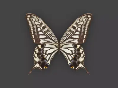 BFLY-007 Butterfly 3D model