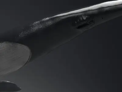 Blue Whale Model 9 Animations uasset unitypackage Low-poly 3D model