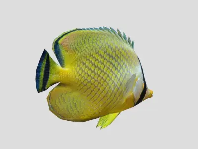 Latticed Butterflyfish Realistic Animated Low-poly 3D model