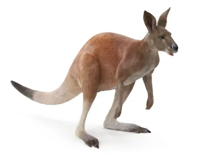 Kangaroo Fur Animated Rigged 3D model