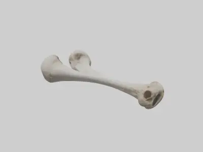Falcon Humerus 3D model