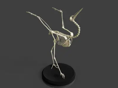 Realistic Crane Skeleton 3D model