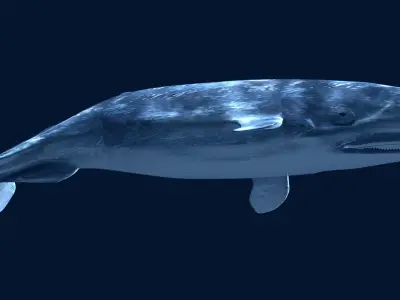 Sperm Whale 3D model