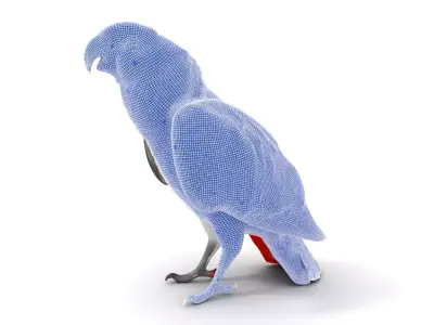 African Grey Parrot model pack Low-poly 3D model