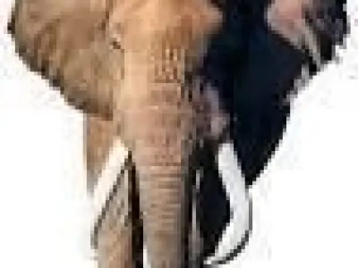 Elephant with tusks 3D model