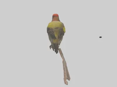 Galapagos Finch perched model 3D model