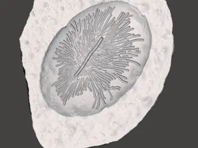 Bug Trail Fossils Free 3D print model