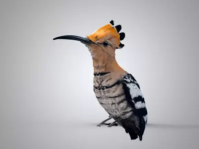 The hoopoe 3D model