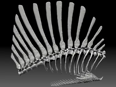 Spinosaurus 2020 version Rib Set Skeletons Sculpt Project 3D model