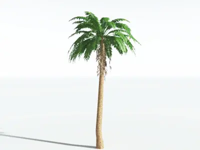 EVERYPlant African Oil Palm LowPoly 2 --16 Models-- Low-poly 3D model