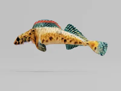 Roanoke logperch Fish Low-poly 3D model