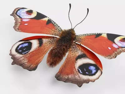 -Peacock Butterfly- 3D model