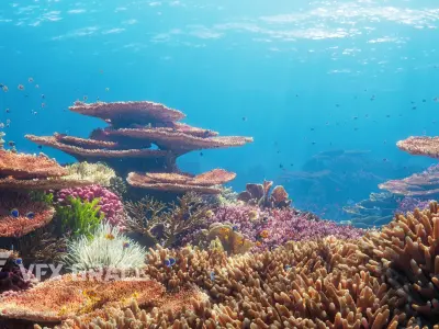 Corals Collection  VFX Grace 3D model