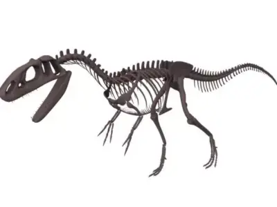 Allosaurus Skeleton 3D model