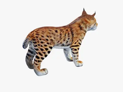 Lynx Animal Free 3D model