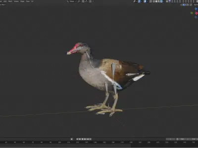 Moorhen Water Bird Low-poly 3D model