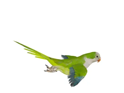 Monk Quaker Parrot Bird Low-poly 3D model