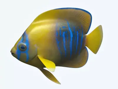 Anglefish 9 angelfish 3D model