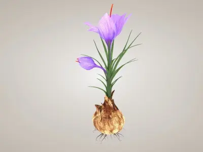 Plant Part Details Low-poly 3D model