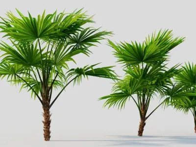 Chuniophoenix hainanensis a 3D model